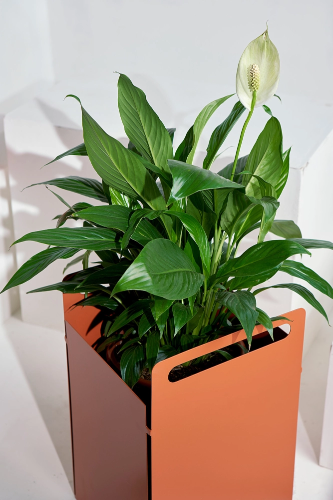 Coleção Joy, Cesto